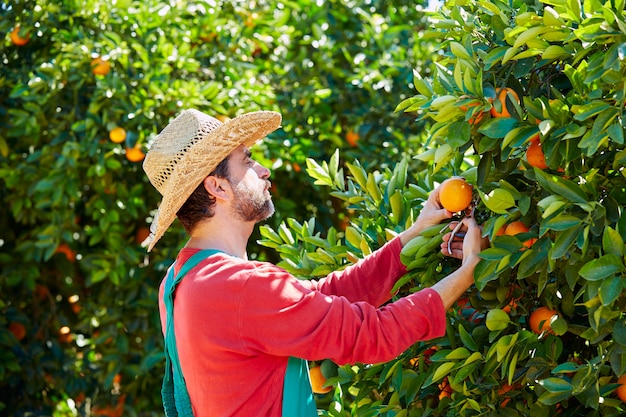 Hombre del granjero que cosecha naranjas en un naranjo