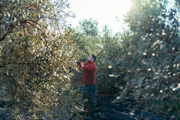 Hombre haciendo caer aceitunas de un olivo