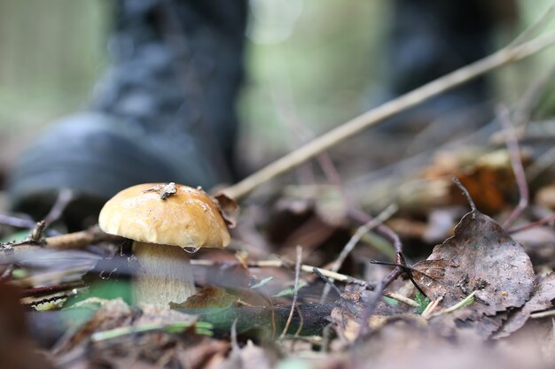 hombre de hongos boletus