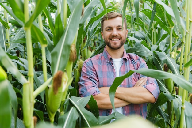 Un hombre inspecciona un campo de maíz y busca plagas. Granjero exitoso y agroindustria