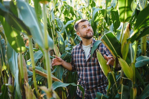 Un hombre inspecciona un campo de maíz y busca plagas. Granjero exitoso y agroindustria
