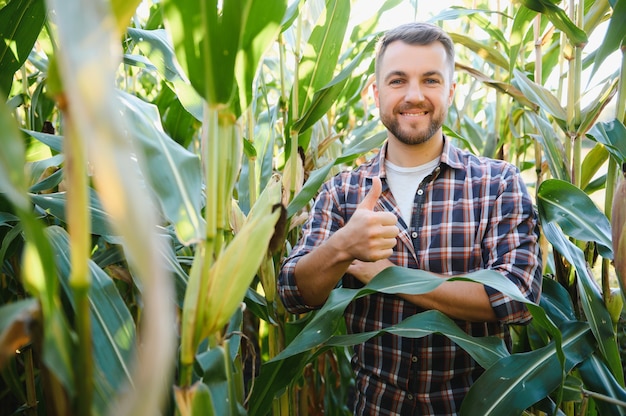 Un hombre inspecciona un campo de maíz y busca plagas. Granjero exitoso y agroindustria