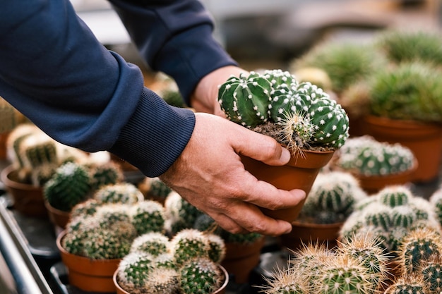 Hombre jardinero de compras en el centro de jardinería comprando plantas de interior de cactus