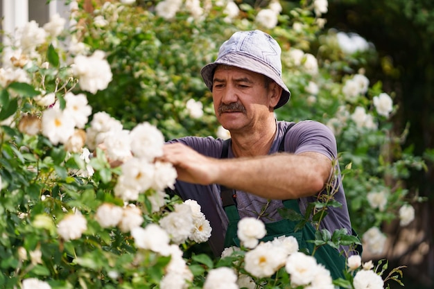 Hombre jardinero cortó el rosal en el maravilloso jardín en un día soleado