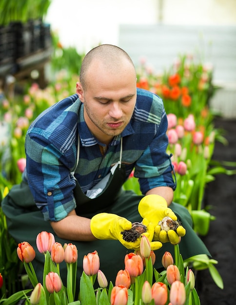 Hombre jardinero con herramientas de jardín en el invernaderoFloristas hombre trabajando con flores en un invernadero Primavera muchos tulipanesconcepto de floresCultivo industrial de flores