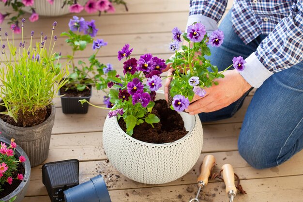 Hombre jardinero plantando flores de lavanda pensamiento en maceta en el jardín en la terraza