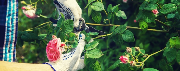 Hombre jardinero poda tijeras de té rosa.