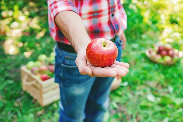 Foto hombre jardinero recoge manzanas en el jardín en el jardín