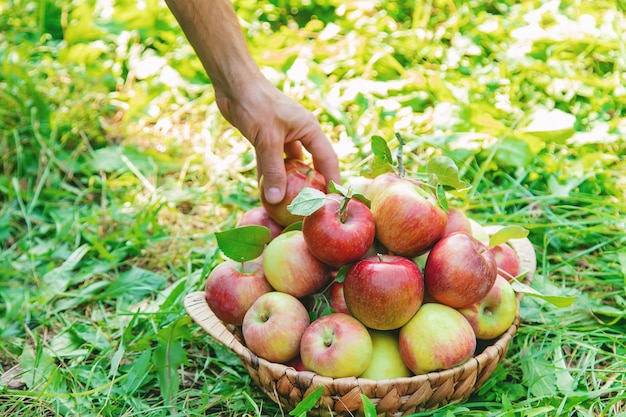 Hombre jardinero recoge manzanas en el jardín en el jardín