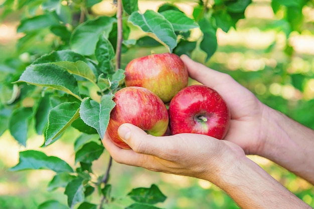 Hombre jardinero recoge manzanas en el jardín en el jardín