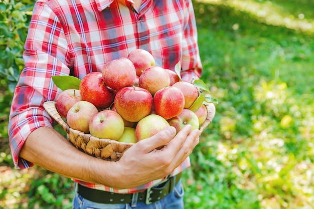 Hombre jardinero recoge manzanas en el jardín en el jardín