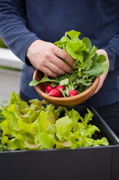 Hombre jardinero recogiendo ensalada y rábano del huerto contenedor de vegetales en el balcón