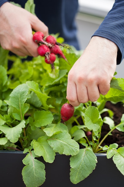 Hombre jardinero recogiendo rábano del huerto contenedor de vegetales en el balcón