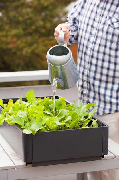 Hombre jardinero regando huerta en contenedor en el balcón