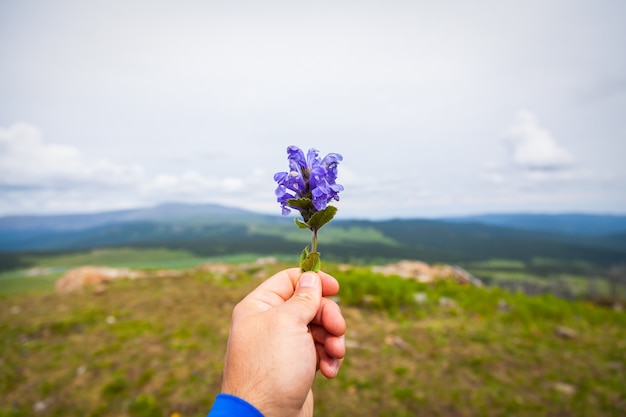 El hombre joven del viajero del primer sostiene en su mano una flor púrpura. Fotografías turísticas en las montañas