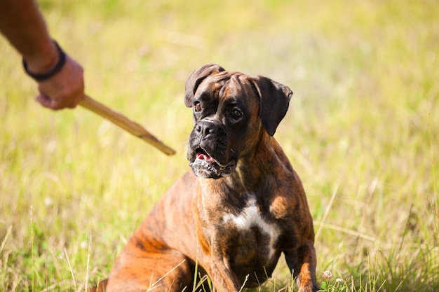 Hombre juega con perro boxeador