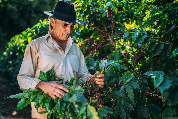 Foto hombre latino recogiendo granos de café en un día soleado. el agricultor de café está cosechando granos de café. brasil