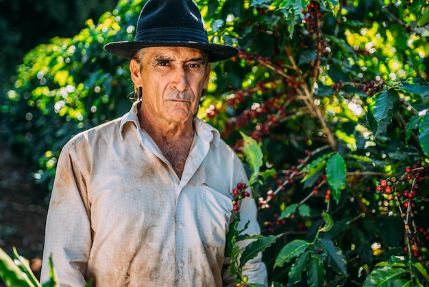 Hombre latino recogiendo granos de café en un día soleado. El agricultor de café está cosechando granos de café. Brasil