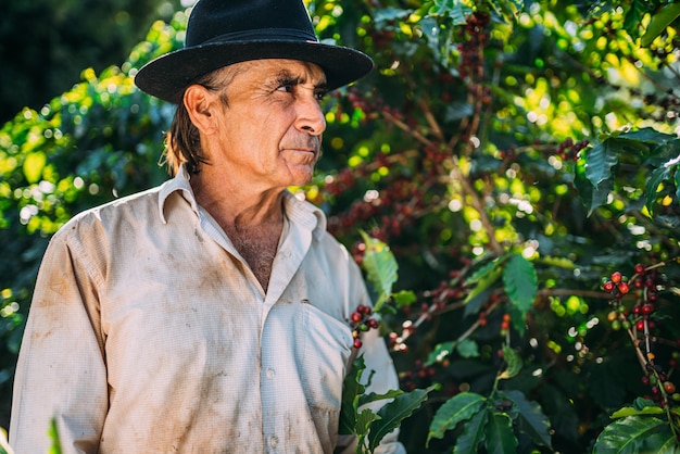 Hombre latino recogiendo granos de café en un día soleado. El agricultor de café está cosechando granos de café. Brasil