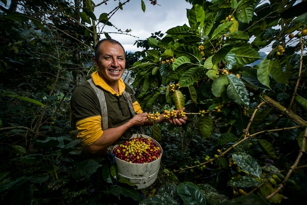 Hombre latinoamericano cosechando café en sus fincas rodeadas de vegetación en diferentes ángulos