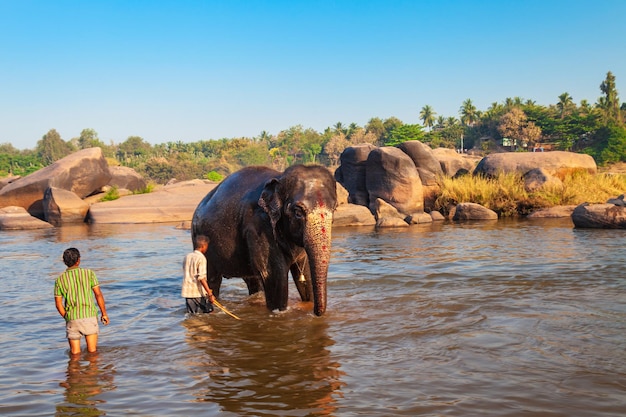 hombre, lavado, elefante, en, río