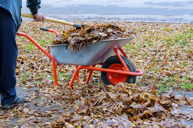 Hombre limpiando hojas de otoño caídas en la carretilla de mano