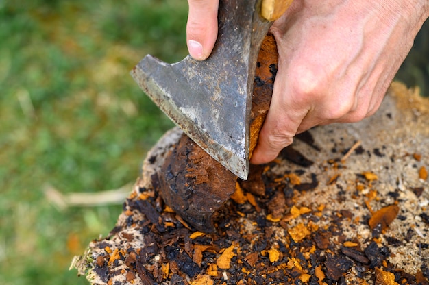 Hombre limpiando un hongo Chaga