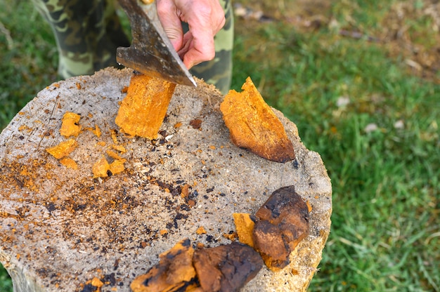 Hombre limpiando un hongo Chaga