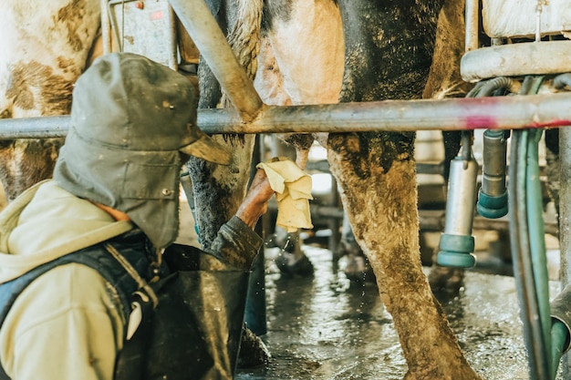 Hombre limpiando las tetillas de una vaca antes de ordeñarlas. trabajos