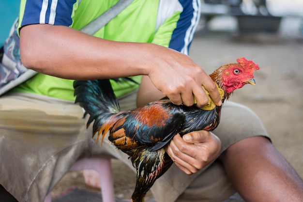 hombre limpio pluma de ala de pollo antes de luchar juego