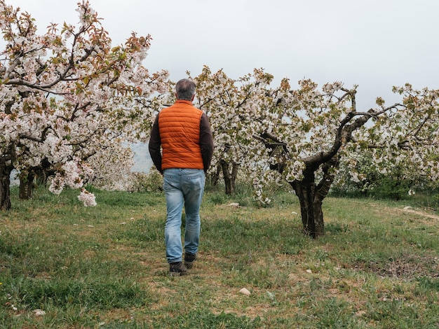 Hombre maduro caminando en el paisaje de campos con cerezos en temporada de floración