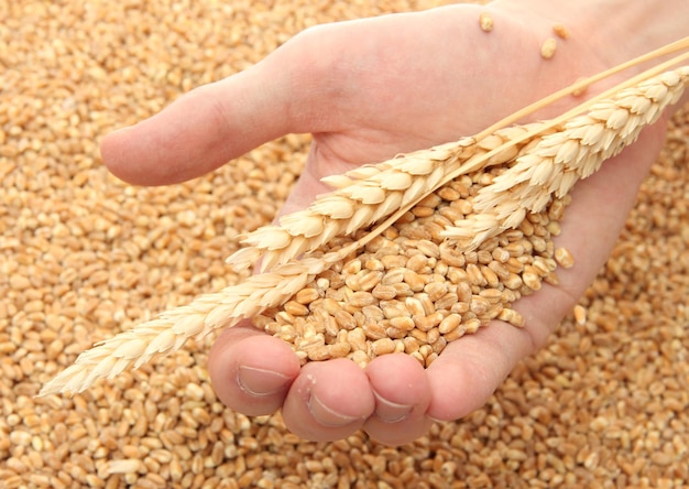 Foto hombre con mano de grano sobre fondo de trigo