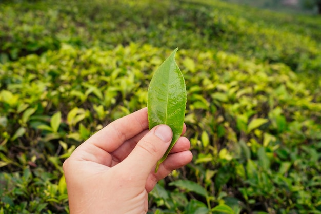 Hombre de mano recogiendo una hoja de una plantación de té verde arbusto en India