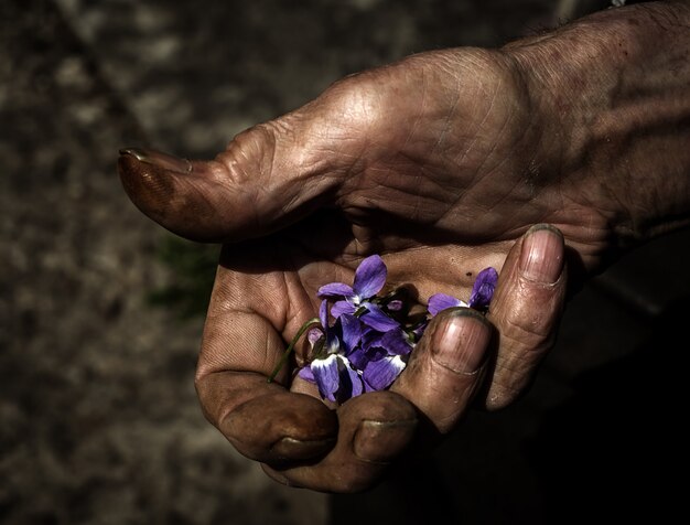 Hombre mano sujetando planta joven