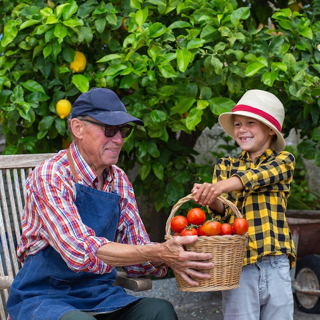 Hombre mayor agricultor y joven con cosecha de tomate