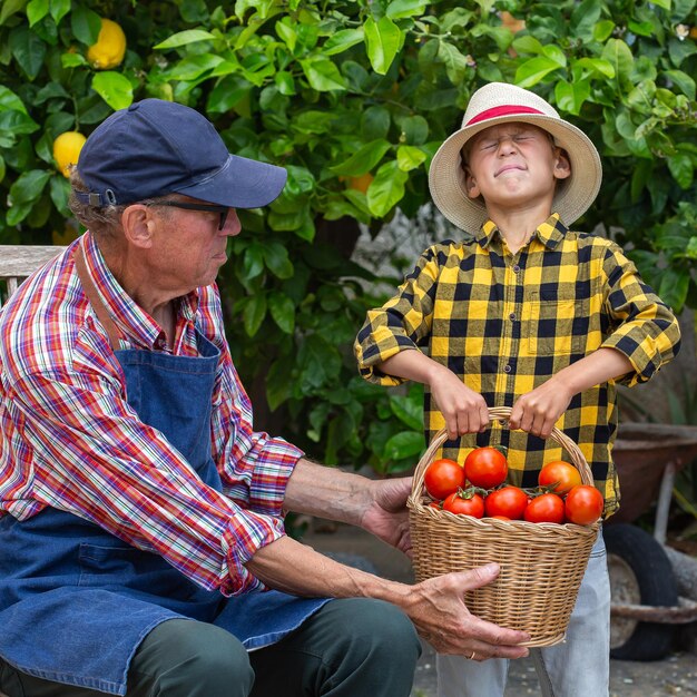 Hombre mayor agricultor y joven con cosecha de tomate