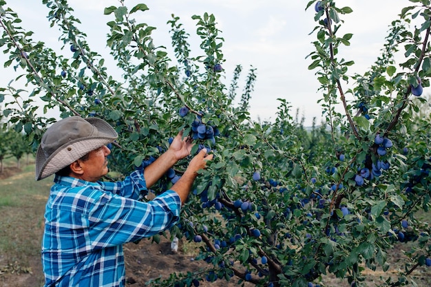 Hombre mayor recogiendo ciruelas en un huerto agricultor senior