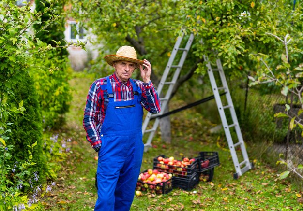 Hombre mayor recogiendo manzanas orgánicas maduras en el huerto de verano Agricultor posando para la cámara después de poner frutas en la cesta