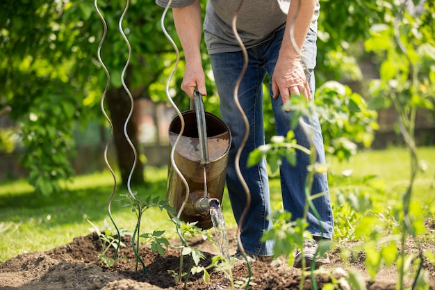 Hombre mayor regar las plantas de tomate en su enorme jardín, concepto de jardinería