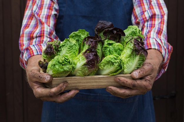 Hombre mayor sosteniendo en las manos la cosecha de lechuga fresca de cosecha propia