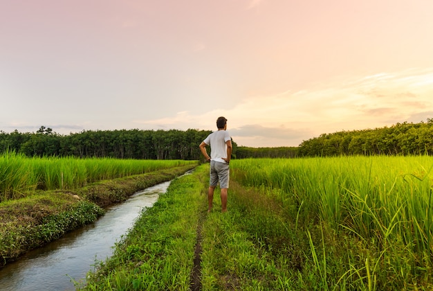 El hombre mira el campo de arroz con el color del cielo en luz moning