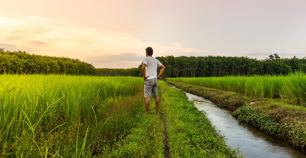 El hombre mira el panorama del campo de arroz con el color del cielo a la luz de moning