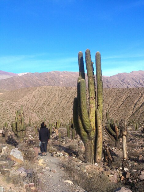 Un hombre mirando a un cactus gigante