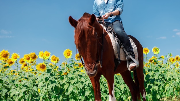 El hombre monta a caballo en el campo de girasoles sobre un fondo azul cielo - libertad y felicidad.