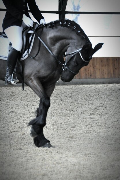 Foto hombre montado en caballo