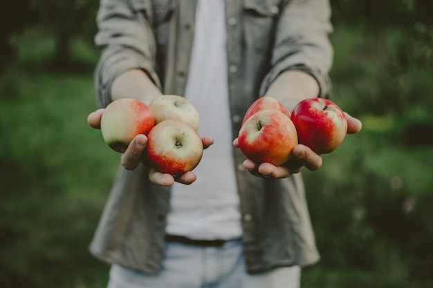 Hombre mostrando cosecha de manzanas frescas del jardín
