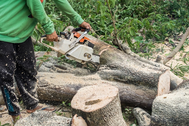 Hombre con motosierra cortando el árbol