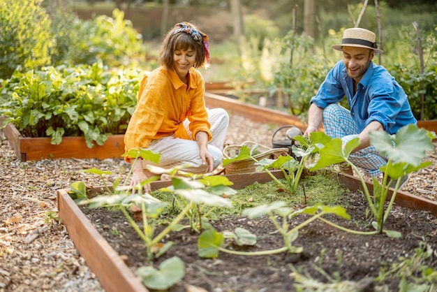 El hombre y la mujer cubren la cama de vegetales en el jardín de su casa