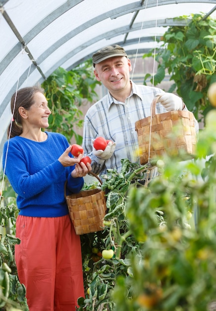 Hombre y mujer en un invernadero con una cosecha de tomates