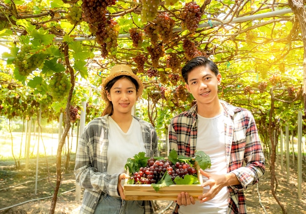 Hombre y mujer joven agricultor de Asia cosechan uva en viñedo con caja de madera, concepto de fruta orgánica saludable.